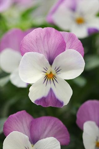 photo of flower to be used as: Pot, bedding, patio, basket Viola cornuta Sorbet™ Pink Wing