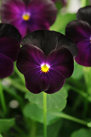 photo of flower to be used as: Pot, bedding, patio, basket Viola cornuta Sorbet™ XP Blackberry
