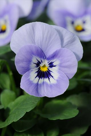 photo of flower to be used as: Pot, bedding, patio, basket Viola cornuta Sorbet™ XP Marina