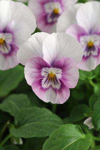 photo of flower to be used as: Pot, bedding, patio, basket Viola cornuta Sorbet™ XP Pink Halo