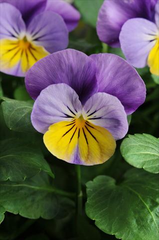 photo of flower to be used as: Pot, bedding, patio, basket Viola cornuta Sorbet™ XP Yellow Frost
