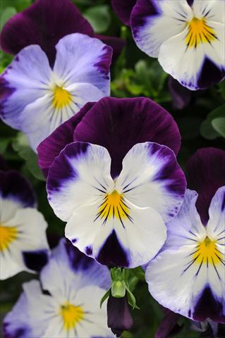 photo of flower to be used as: Pot, bedding, patio, basket Viola wittrockiana Cool Wave Violet Wing