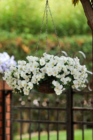 photo of flower to be used as: Pot, bedding, patio, basket Viola wittrockiana Cool Wave White