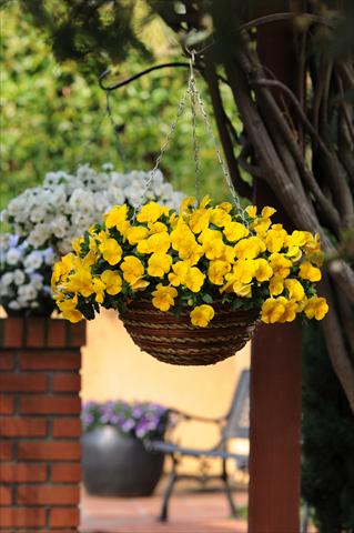 photo of flower to be used as: Pot, bedding, patio, basket Viola wittrockiana Cool Wave Yellow