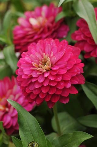 photo of flower to be used as: Pot and bedding Zinnia marylandica Double Zahara Strawberry