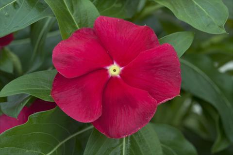 photo of flower to be used as: Pot and bedding Catharanthus roseus - Vinca Cora Red