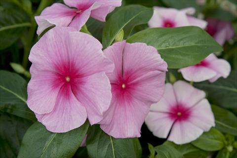 photo of flower to be used as: Pot and bedding Catharanthus roseus - Vinca Cora Strawberry