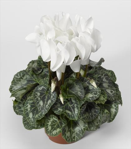 photo of flower to be used as: Basket / Pot Cyclamen persicum Rainier F1 White North