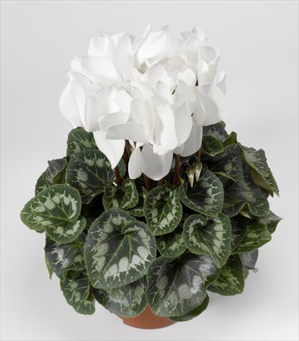 photo of flower to be used as: Basket / Pot Cyclamen persicum Rainier F1 White South