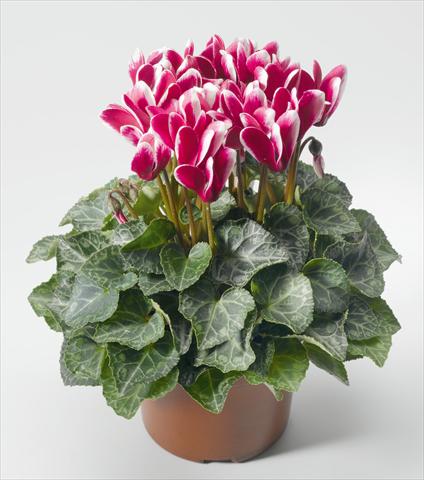 photo of flower to be used as: Basket / Pot Cyclamen persicum mini Snowridge F1 Mini Wine