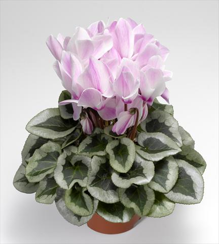 photo of flower to be used as: Basket / Pot Cyclamen persicum Winter Ice F1 Light Purple Flame