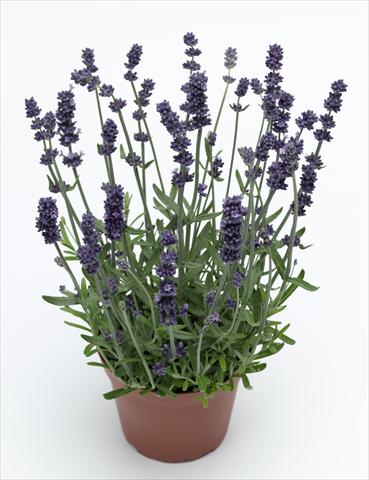 photo of flower to be used as: Pot and bedding Lavandula angustifolia Sentivia Early Blue