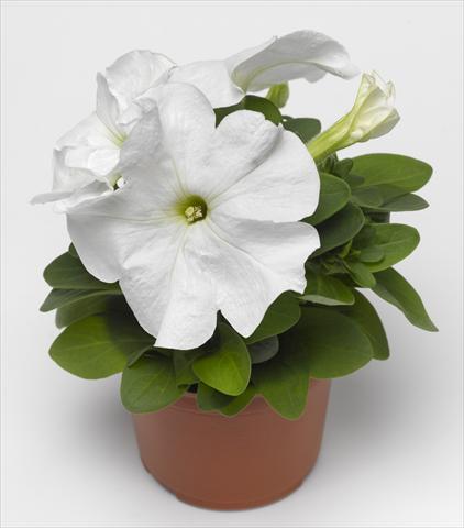 photo of flower to be used as: Pot, bedding, patio, basket Petunia grandiflora Duvet White