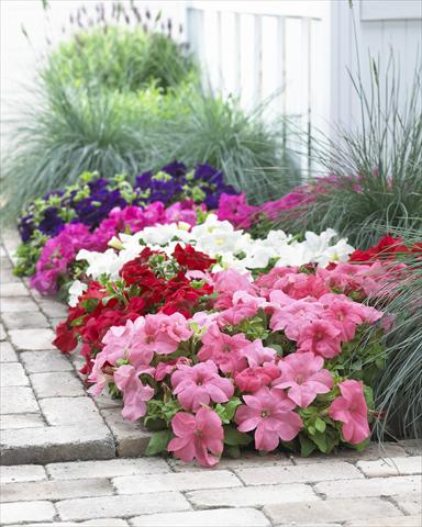 photo of flower to be used as: Pot, bedding, patio, basket Petunia grandiflora Duvet