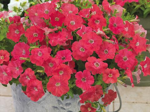 photo of flower to be used as: Pot and bedding Petunia milliflora Picobella Cascade Coral