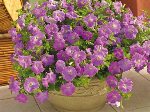 photo of flower to be used as: Pot and bedding Petunia milliflora Picobella Cascade Lavender