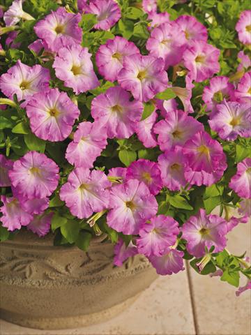 photo of flower to be used as: Pot and bedding Petunia milliflora Picobella Cascade Pink Glo