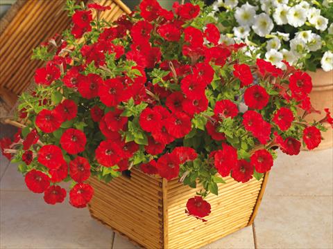 photo of flower to be used as: Pot and bedding Petunia milliflora Picobella Cascade Red