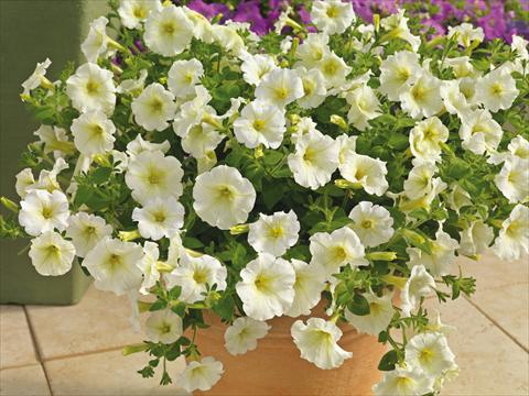 photo of flower to be used as: Pot and bedding Petunia milliflora Picobella Cascade White