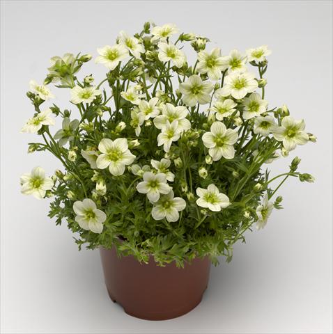 photo of flower to be used as: Pot and bedding Saxifraga x arendsii Alpino Early Lime