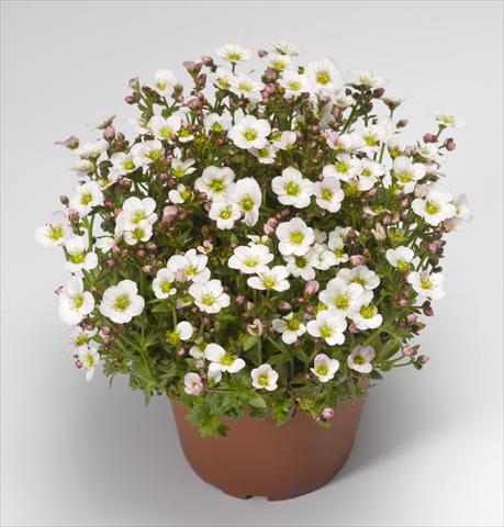 photo of flower to be used as: Pot and bedding Saxifraga x arendsii Alpino Early White