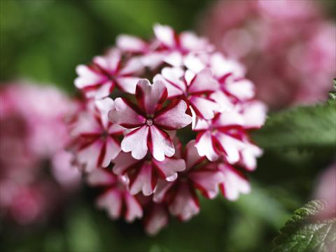 photo of flower to be used as: Pot, patio, basket Verbena hybrida Lanai® Candy Cane