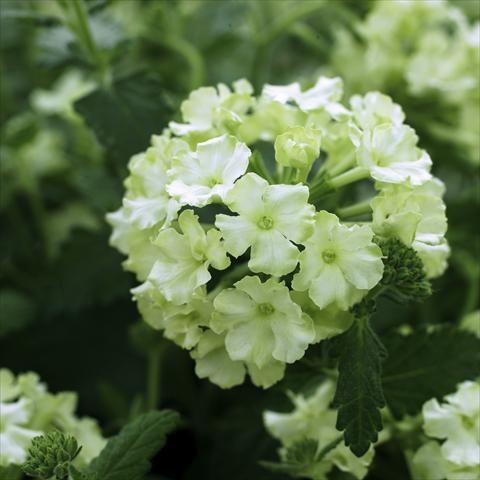 photo of flower to be used as: Pot, patio, basket Verbena hybrida Lanai® Lime green