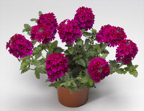 photo of flower to be used as: Pot, patio, basket Verbena hybrida Lanai® Magenta