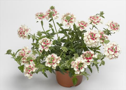 photo of flower to be used as: Pot, patio, basket Verbena hybrida Lanai® Vintage Rose