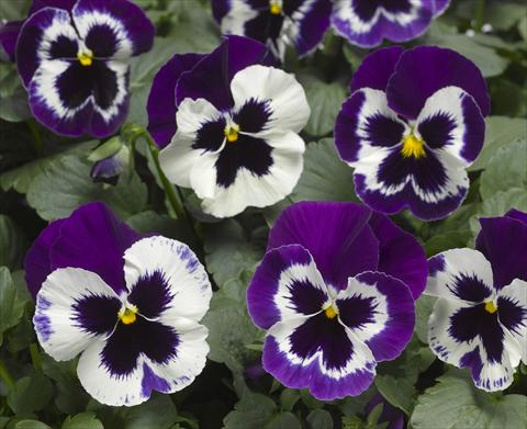 photo of flower to be used as: Pot and bedding Viola wittrockiana Karma F1 Violet with Face Imp