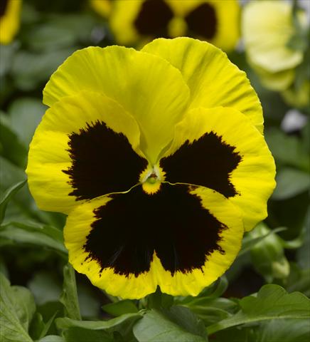 photo of flower to be used as: Pot and bedding Viola wittrockiana Karma F1 Yellow Blotch Imp