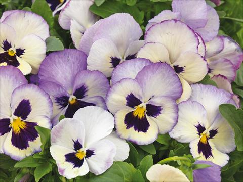 photo of flower to be used as: Pot and bedding Viola wittrockiana Wonderfall™ F1 Lavender Picotee Shades