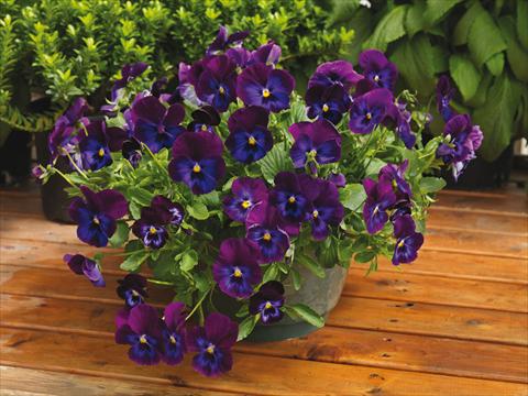 photo of flower to be used as: Pot and bedding Viola wittrockiana Wonderfall™ F1 Purple and Blue Shades