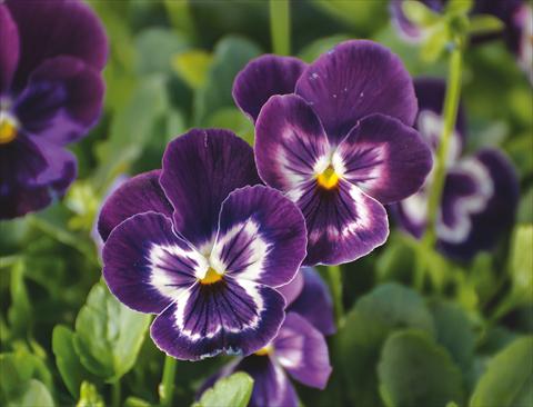 photo of flower to be used as: Pot and bedding Viola wittrockiana Wonderfall™ F1 Purple with Face