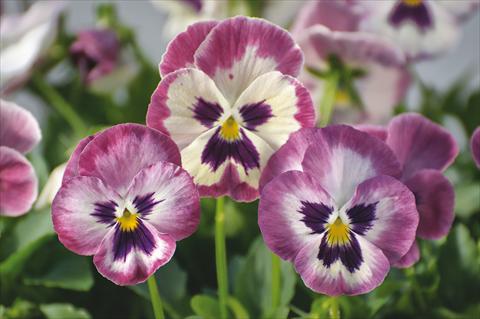 photo of flower to be used as: Pot and bedding Viola wittrockiana Wonderfall™ F1 Rose Shades with Face