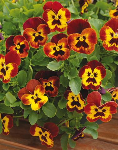 photo of flower to be used as: Pot and bedding Viola wittrockiana Wonderfall™ F1 Yellow Red Wing