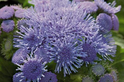 photo of flower to be used as: Pot and bedding Ageratum houstonianum Blue Hawaii 5.0