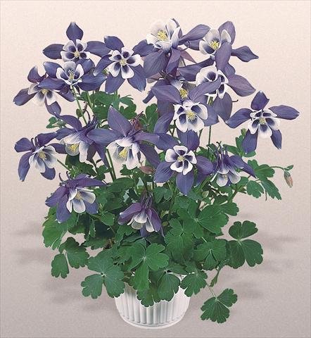 photo of flower to be used as: Pot and bedding Aquilegia hybrida Spring Magic® Blue and White