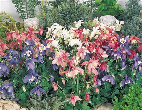 photo of flower to be used as: Pot and bedding Aquilegia hybrida Spring Magic® Mix