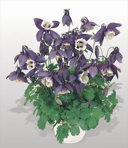 photo of flower to be used as: Pot and bedding Aquilegia hybrida Spring Magic® Navy and White