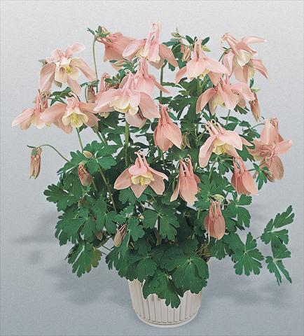 photo of flower to be used as: Pot and bedding Aquilegia hybrida Spring Magic® Pink and White