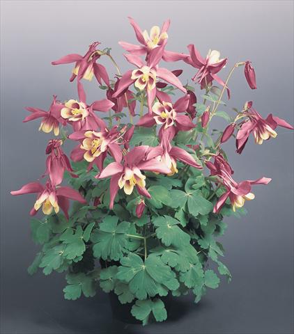photo of flower to be used as: Pot and bedding Aquilegia hybrida Spring Magic® Rose and Ivory