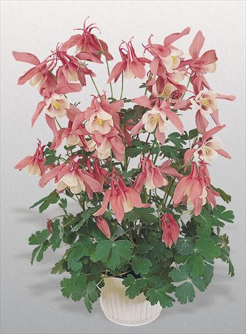 photo of flower to be used as: Pot and bedding Aquilegia hybrida Spring Magic® Rose and White