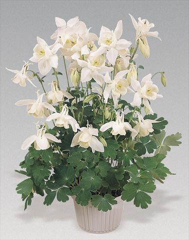 photo of flower to be used as: Pot and bedding Aquilegia hybrida Spring Magic® White