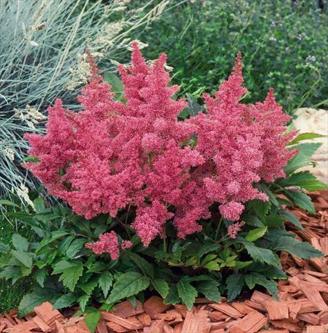 photo of flower to be used as: Pot and bedding Astilbe arendsii Astary® Rose
