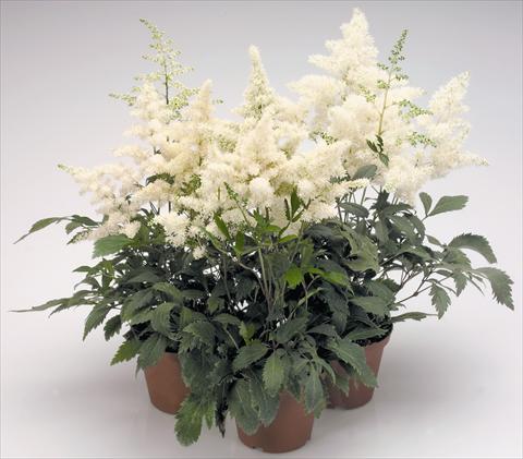 photo of flower to be used as: Pot and bedding Astilbe arendsii Astary® White