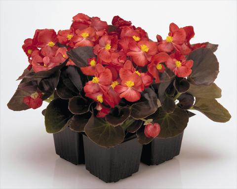 photo of flower to be used as: Pot and bedding Begonia semperflorens Nightlife Red