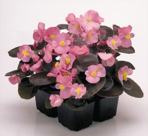 photo of flower to be used as: Pot and bedding Begonia semperflorens Nightlife Rose