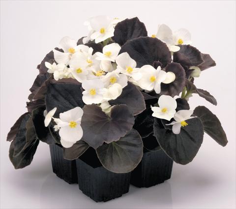 photo of flower to be used as: Pot and bedding Begonia semperflorens Nightlife White