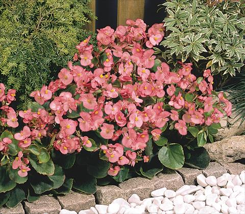 photo of flower to be used as: Pot and bedding Begonia semperflorens Sprint Deep Pink